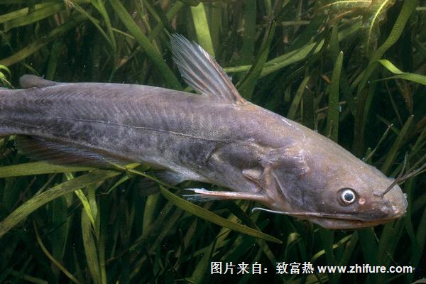 2018養鯰魚賺錢嗎？鯰魚養殖的利潤與投資成本及前景預測