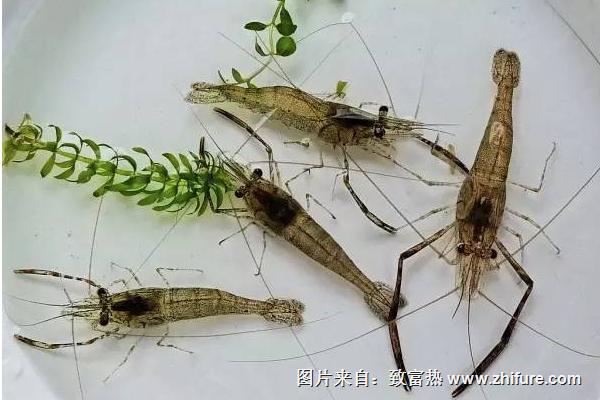 2018養(yǎng)河蝦賺錢嗎？河蝦養(yǎng)殖的利潤與投資成本及前景預(yù)測