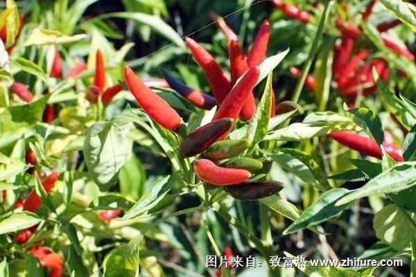 露地辣椒種植技術