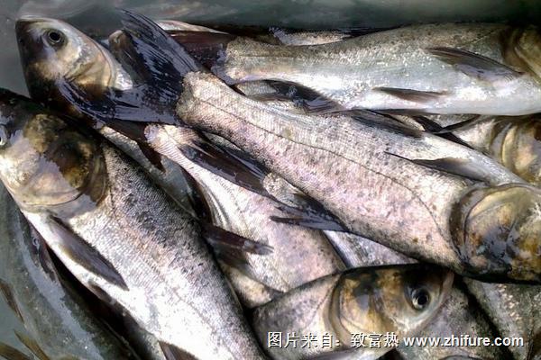 2018養白鰱賺錢嗎？白鰱養殖的利潤與投資成本及前景預測