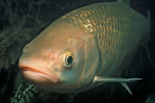 2018養白鰱賺錢嗎？白鰱養殖的利潤與投資成本及前景預測