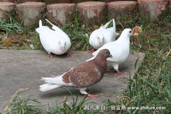 養鴿子的人是怎么讓鴿子回家的