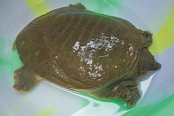 養1畝甲魚能賺多少錢？養甲魚的成本和利潤