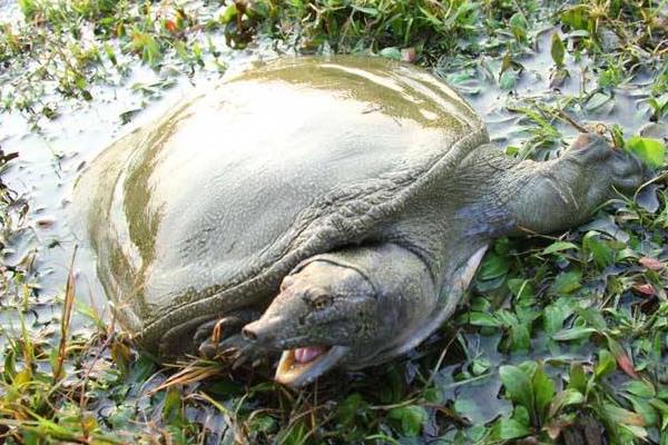 養1畝甲魚能賺多少錢？養甲魚的成本和利潤
