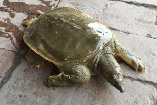 養1畝甲魚能賺多少錢？養甲魚的成本和利潤