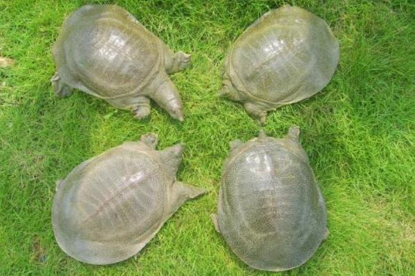 養1畝甲魚能賺多少錢？養甲魚的成本和利潤