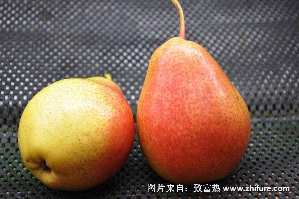 香蕉梨的功效與作用及禁忌