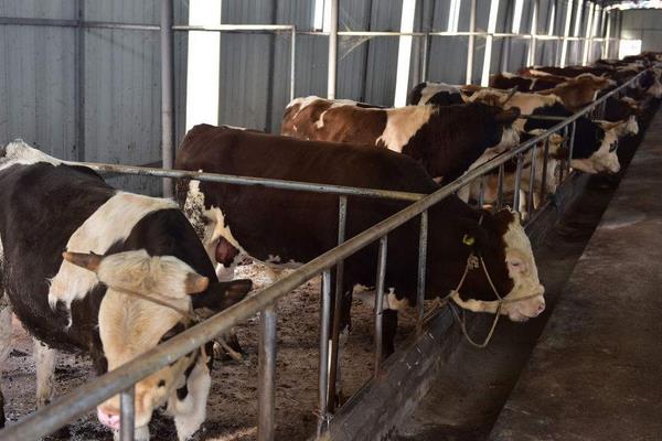 科學養牛的方法有哪些?怎樣才能養好牛?