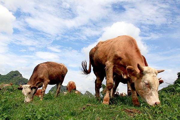 科學養牛的方法有哪些？怎樣才能養好牛？