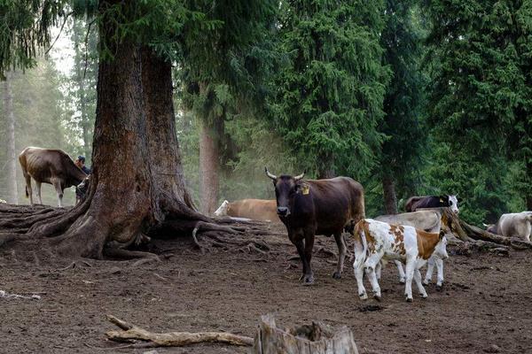 科學養牛的方法有哪些?怎樣才能養好牛?