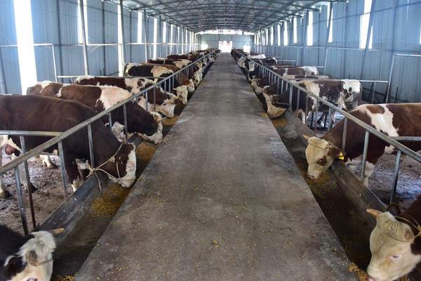 科學養牛的方法有哪些?怎樣才能養好牛?