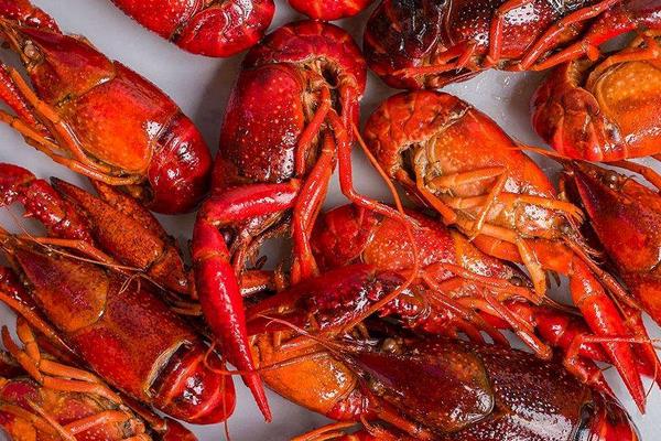 小龍蝦的捕撈方法