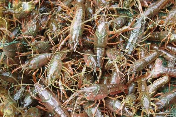 小龍蝦的捕撈方法