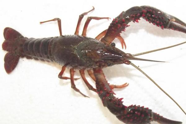 小龍蝦的捕撈方法