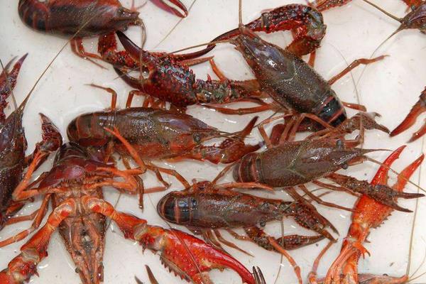 小龍蝦的捕撈方法