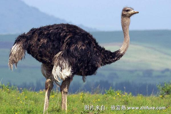 鴕鳥養殖成本利潤計算