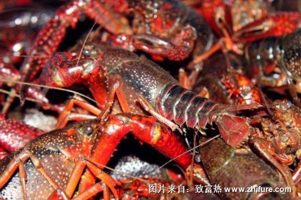 小龍蝦的捕撈方法