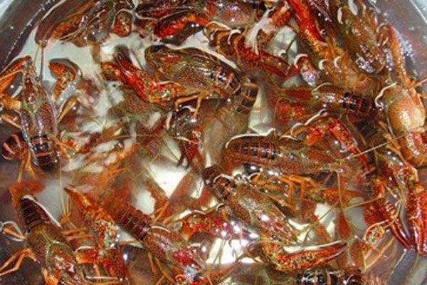 小龍蝦的捕撈方法