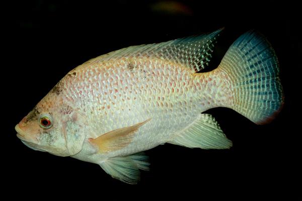 養(yǎng)羅非魚的利潤