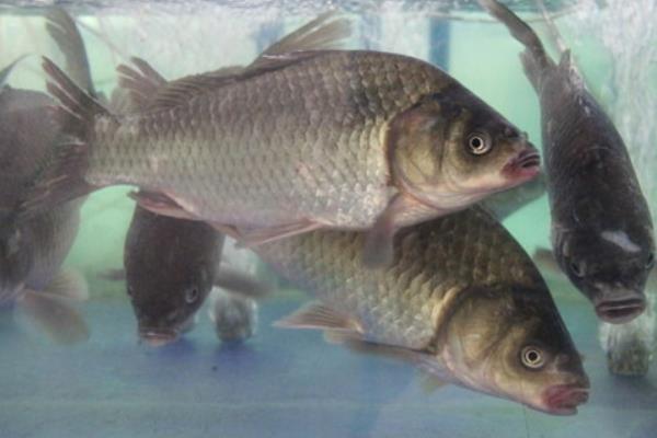 養(yǎng)羅非魚的利潤