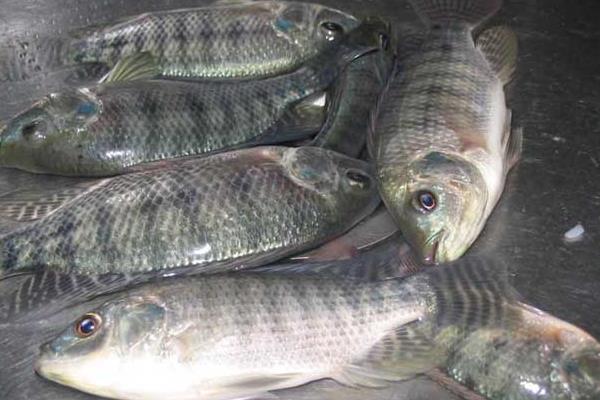 養(yǎng)羅非魚的利潤