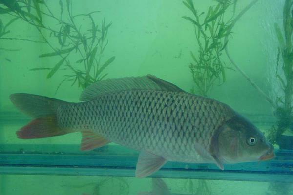 養(yǎng)羅非魚的利潤