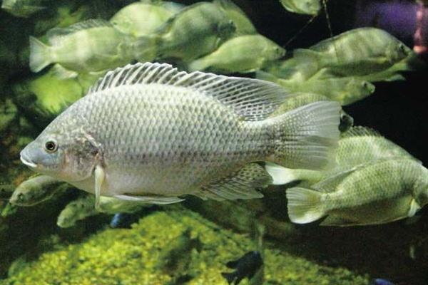 養(yǎng)羅非魚的利潤