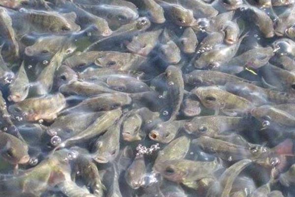 養(yǎng)羅非魚的利潤