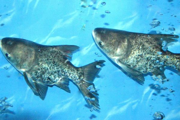 養殖花鰱魚的幾點經驗