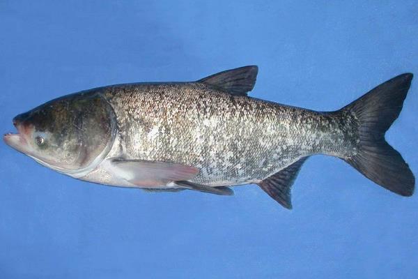 養殖花鰱魚的幾點經驗