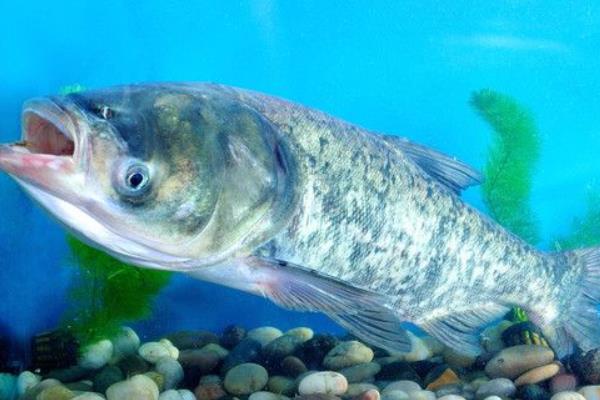 養殖花鰱魚的幾點經驗