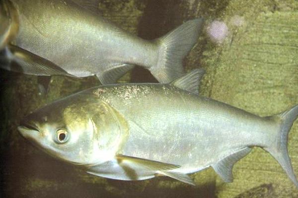 養殖花鰱魚的幾點經驗