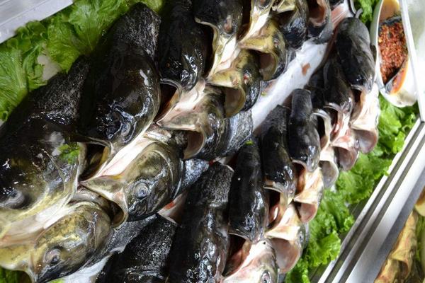 養殖花鰱魚的幾點經驗