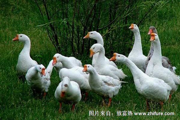 養鵝的利潤分析