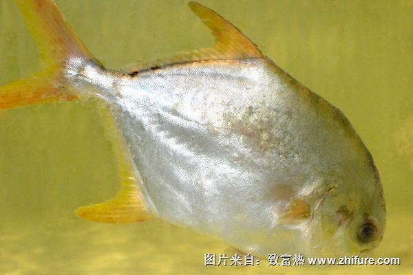 2018養(yǎng)白鯧魚賺錢嗎？白鯧魚養(yǎng)殖的利潤(rùn)與投資成本及前景預(yù)測(cè)