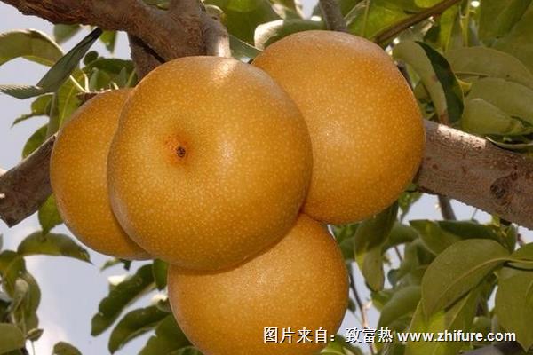 風水梨產地是在哪里