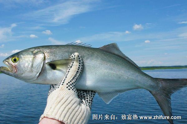 2018養青魚賺錢嗎?青魚養殖的利潤與投資成本及前景預測