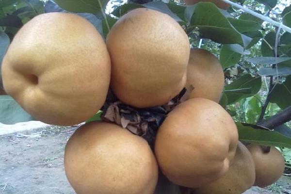 風水梨產地是在哪里