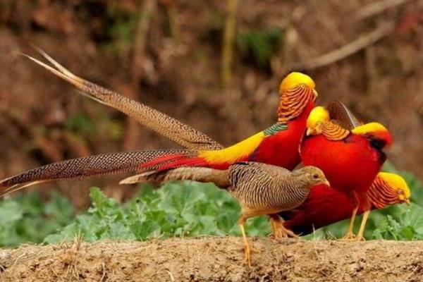 養40只錦雞能賺多少錢?養錦雞的成本和利潤