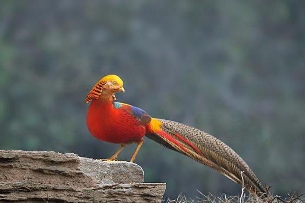 養40只錦雞能賺多少錢?養錦雞的成本和利潤