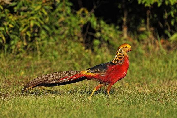 養40只錦雞能賺多少錢?養錦雞的成本和利潤