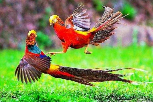 養40只錦雞能賺多少錢?養錦雞的成本和利潤