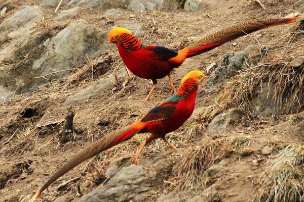 養40只錦雞能賺多少錢?養錦雞的成本和利潤