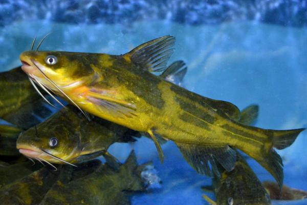 2018養(yǎng)黃顙魚賺錢嗎？黃顙魚養(yǎng)殖的利潤與投資成本及前景預(yù)測