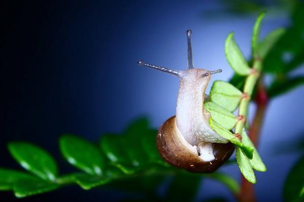 養蝸牛的利潤
