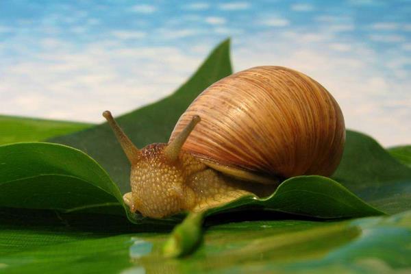 養蝸牛的利潤
