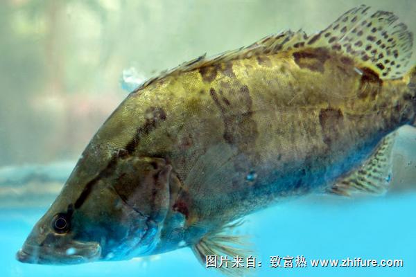 2018養鱸魚賺錢嗎？鱸魚養殖的利潤與投資成本及前景預測