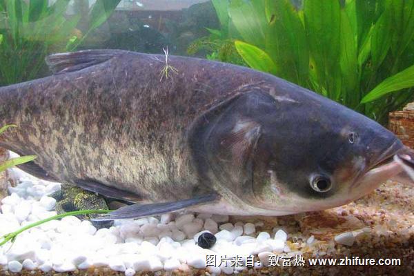 2018養花鰱賺錢嗎？花鰱養殖的利潤與投資成本及前景預測