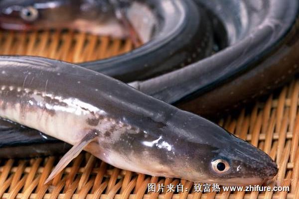 2018養鰻魚賺錢嗎？鰻魚養殖的利潤與投資成本及前景預測