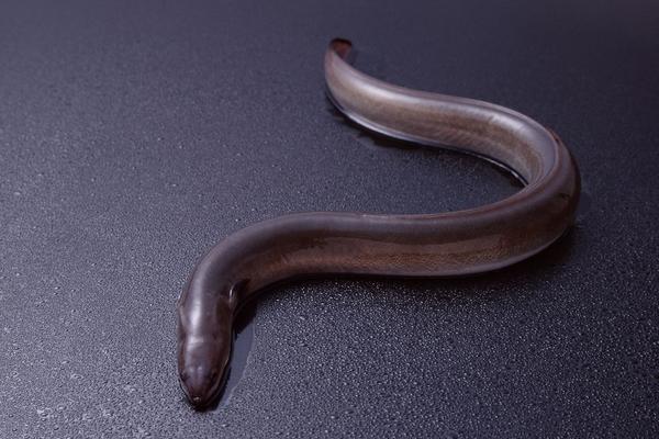 2018養鰻魚賺錢嗎?鰻魚養殖的利潤與投資成本及前景預測